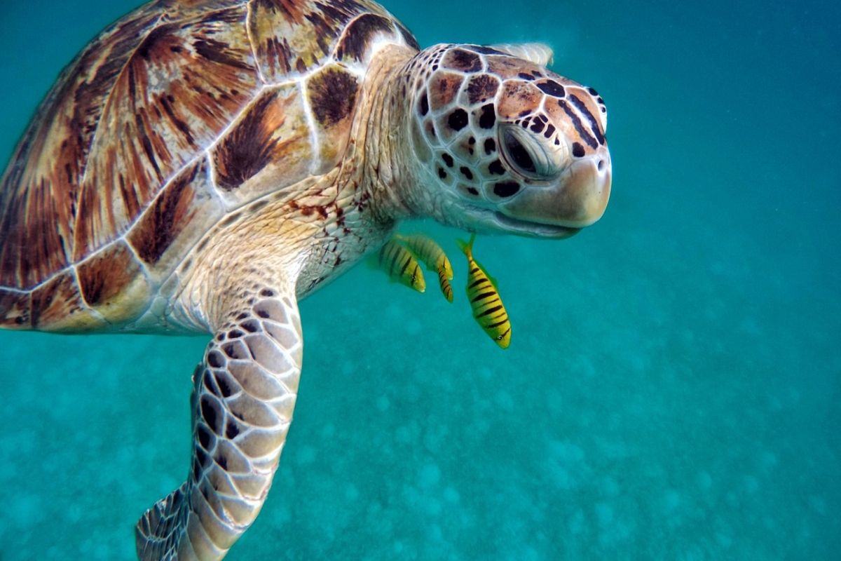 7 Interesting Things to do in Maldives as it Opens For Travellers From India