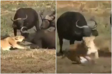 Viral Group of Buffaloes Bravely Fight Off Lion, Chase It Away | Watch