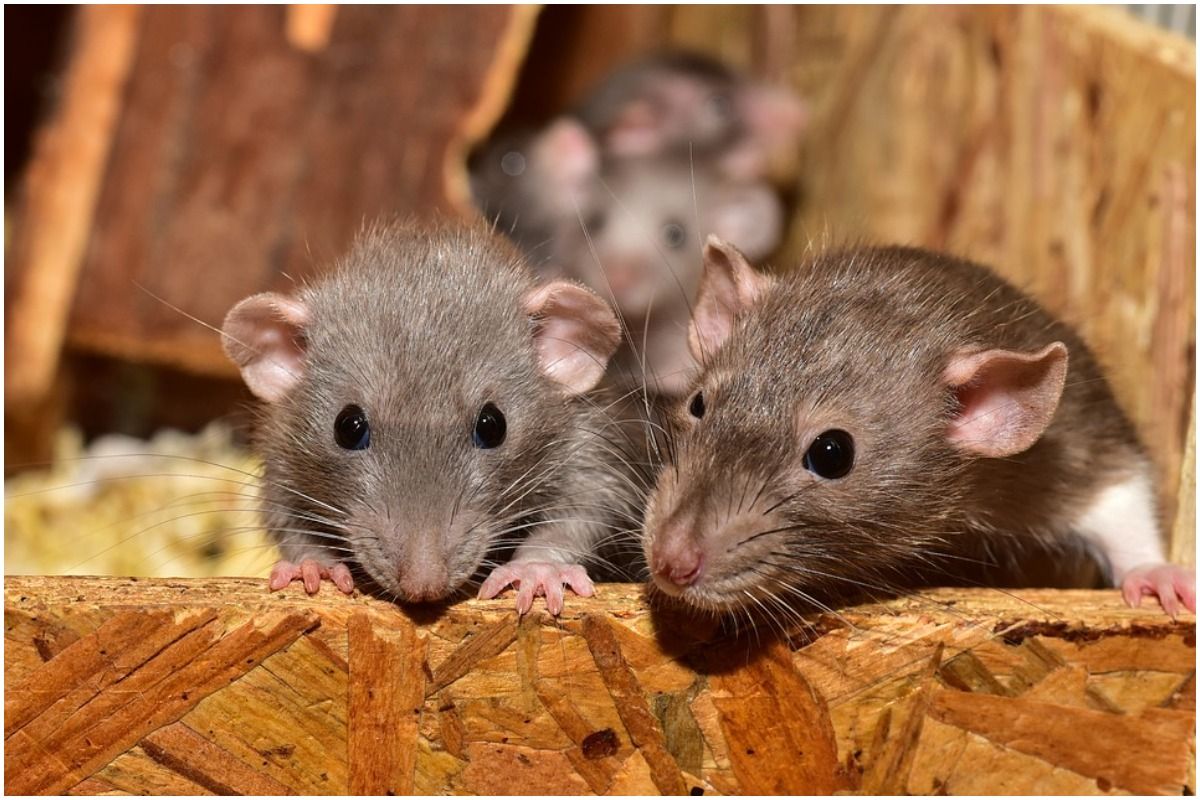 Rats Destroy Rs 2 Lakh Cash That Telangana Farmer Saved For His Surgery, Minister Offers Help