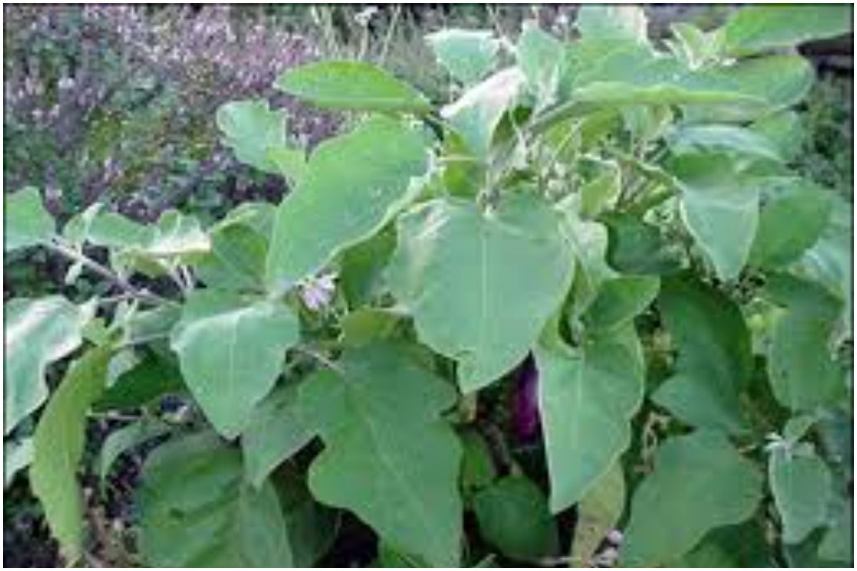 Brinjal Leaves Benefits In Hindi बैंगन के साथसाथ अब करें इसकी