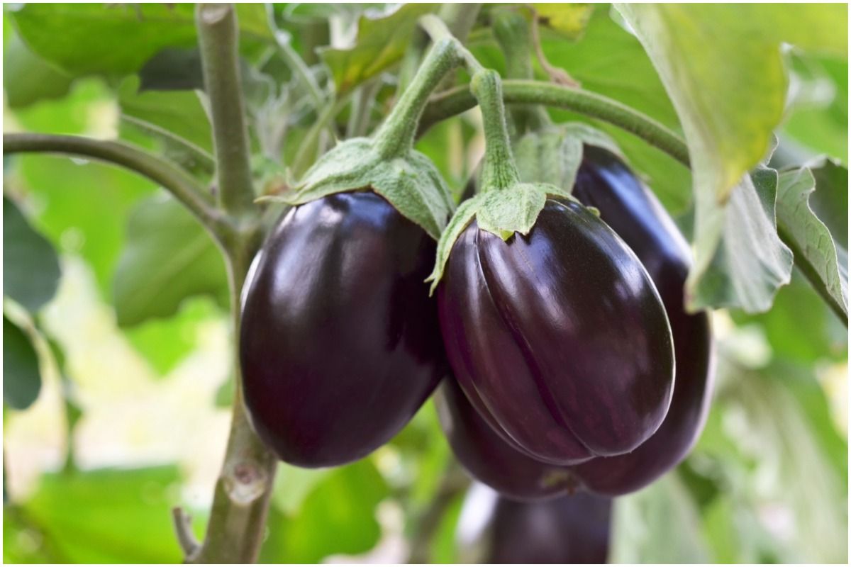 Brinjal Leaves Benefits In Hindi बैंगन के साथसाथ अब करें इसकी