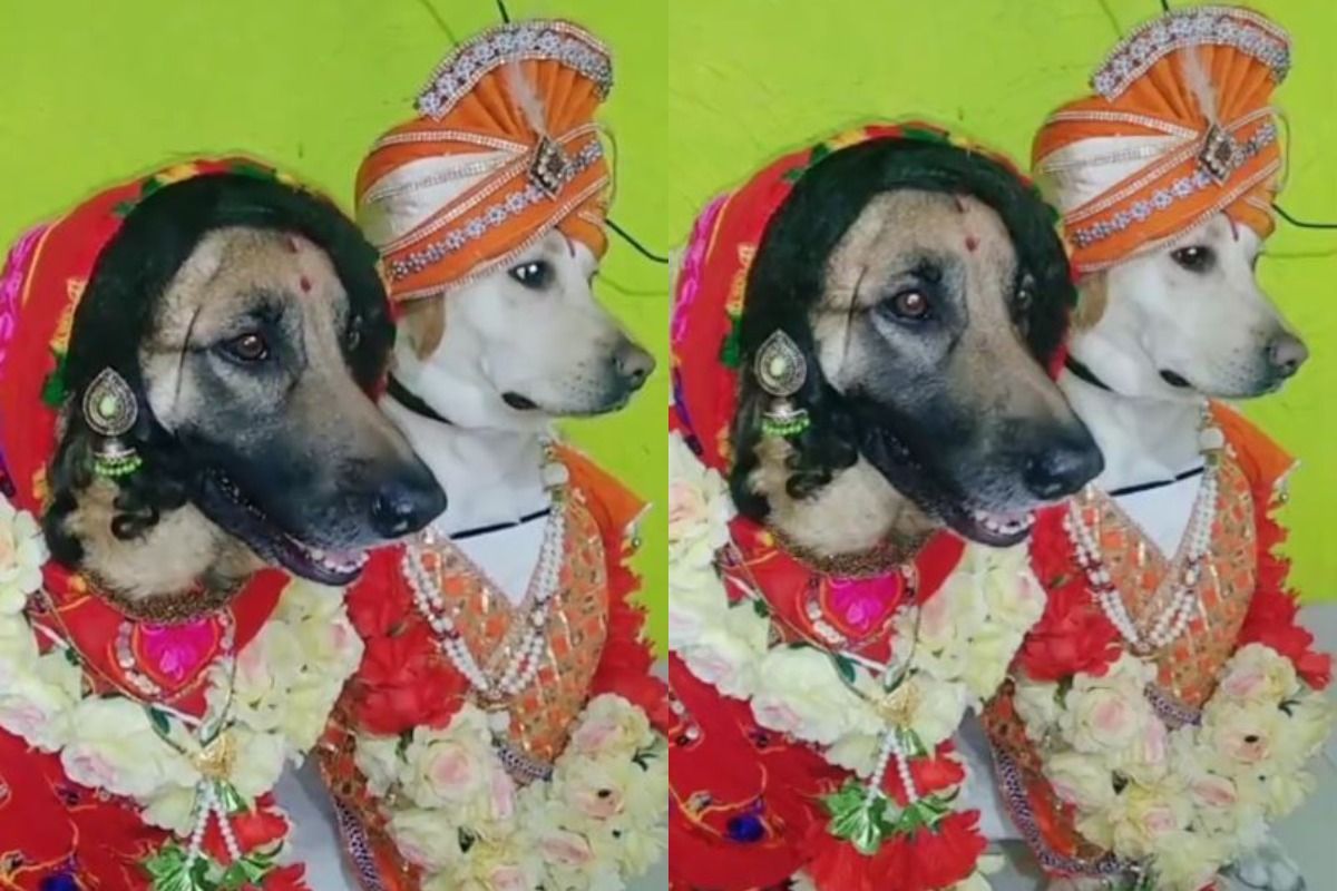 Video of Two Dogs Dressed as Bride and Groom Goes Viral | WATCH