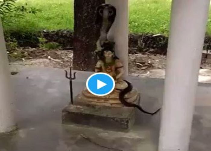 Sawan-Shiv-Nag: झमाझम बारिश, सावन में भगवान शिव पर लिपटे दिखे नाग, देख ...