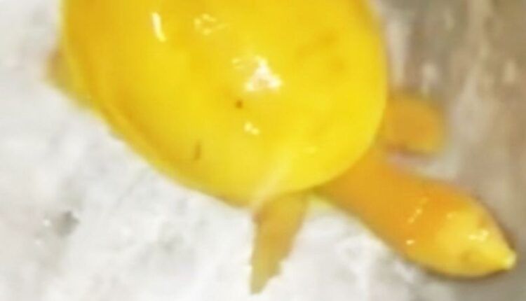 Rare Yellow Turtle Weighing 2 Kg Spotted in Odisha's Bhadrak, Rescued by School Teacher