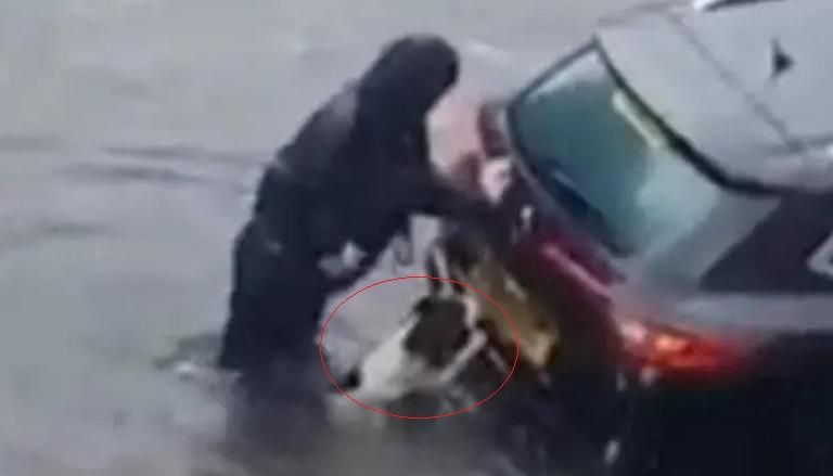 Viral Video: Dog Tries to Help Owner Push Car Stuck in Glasgow Floods, Adorable Clip Wins Hearts | Watch