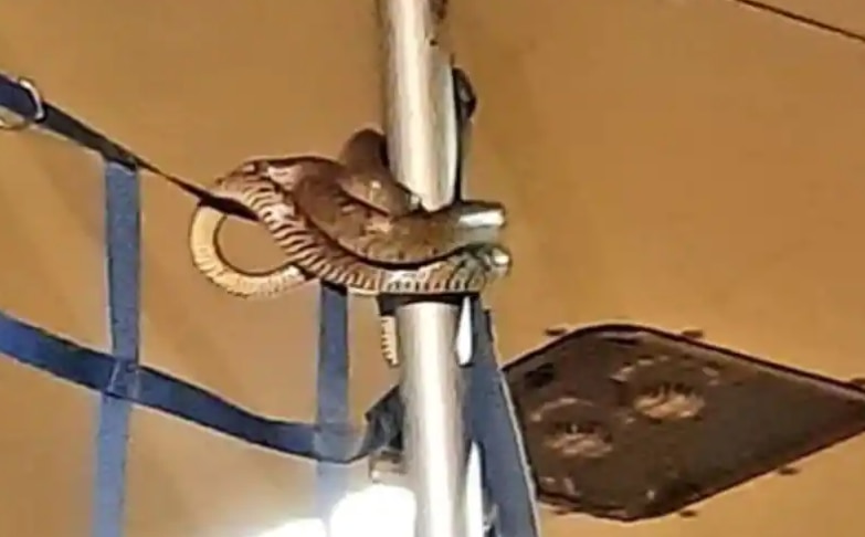 Stuff of Nightmares! Panic Ensues After Snake Found Onboard IndiGo Flight at Kolkata Airport | Watch