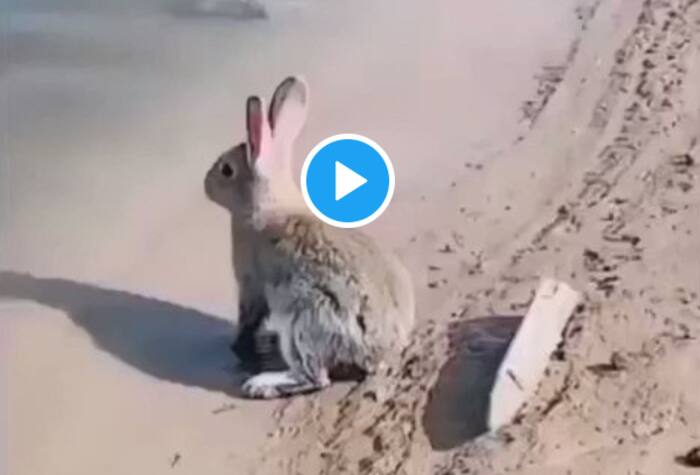 Viral Video: This Rare Video of Rabbit Swimming & Enjoying Water Leaves ...