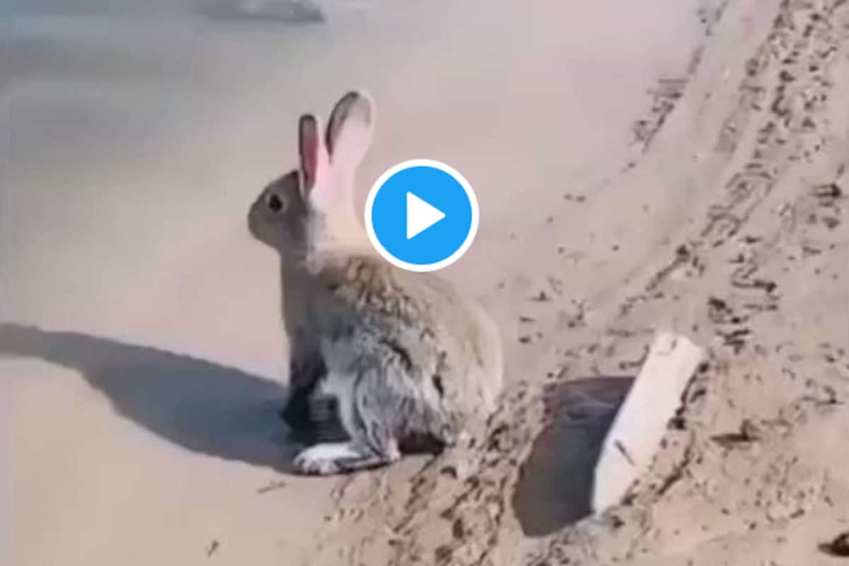 Viral Video: This Rare Video of Rabbit Swimming & Enjoying Water Leaves The  Internet Surprised | Watch