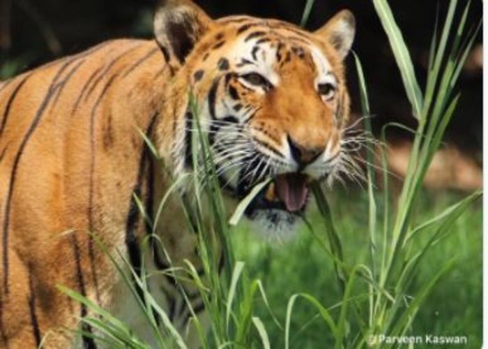 Tiger Eating Grass: हाजमा हुआ खराब तो घास खाता दिखा बाघ, देख लोग बोले