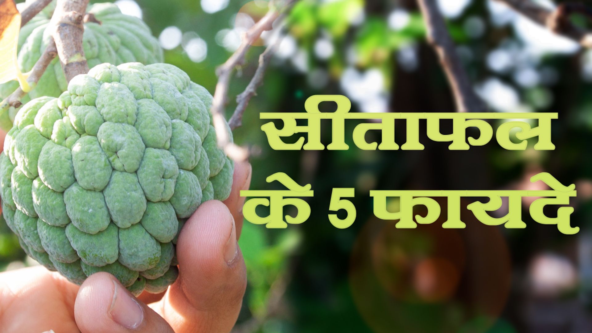 health-benefits-of-custard-apple