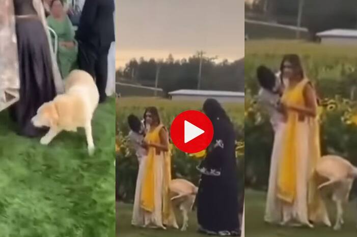 Doggy funny Video