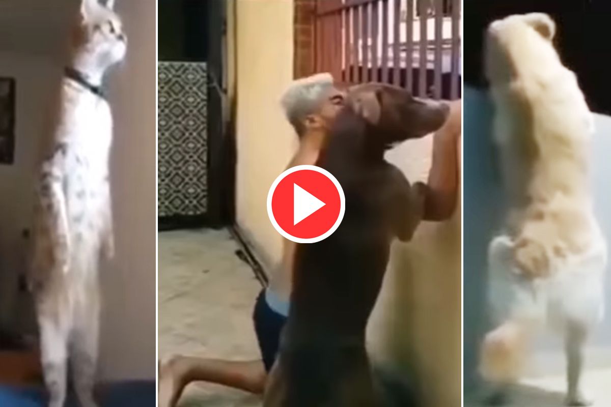 Neighbours Fighting Video