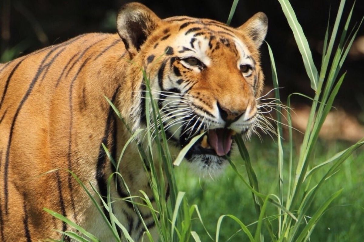 Tiger Eating Grass: चक्क गवत खाताना दिसला वाघ; लोक म्हणाले- श्रावणामुळं