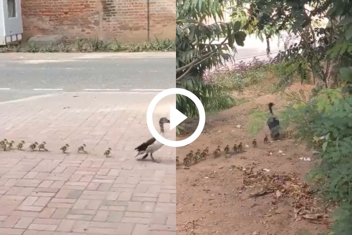 Viral Video: Duck Walks With Her Adorable Little Ducklings in IIM ...