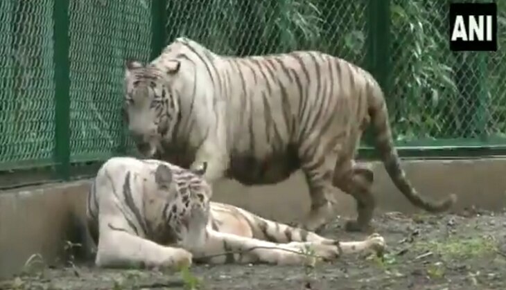 Surat Zoo Gets Pair of Majestic White Tigers From Rajkot Under Animal Exchange Programme | Watch