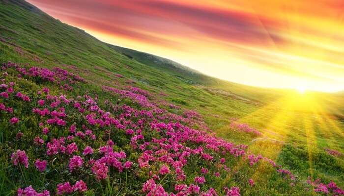 5 Breathtaking Flower Valleys in India We Bet You Did Not Know About