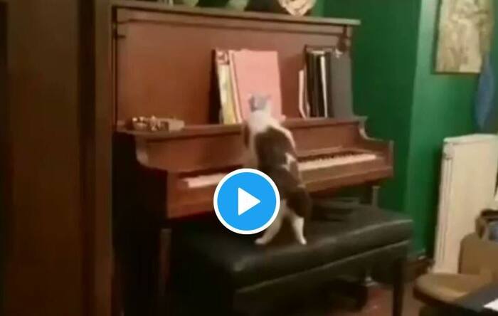 This Video of a Cat Playing the Piano Like a Pro is Winning Hearts All