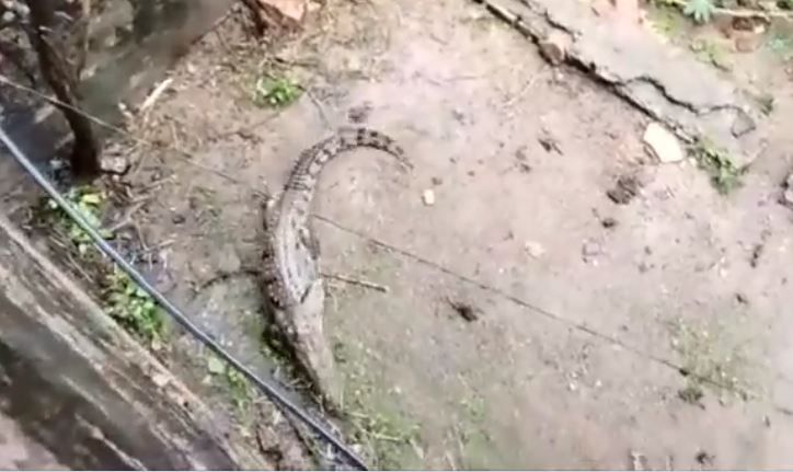 Horrific Viral Video: Crocodile Enters a House in Rajasthan's Madhopur, Rescued by Forest Officials Hours Later| WATCH