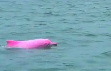 Have You Ever Seen A Pink Dolphin Yet Watch This Adorable Video To Get This Rare Sight