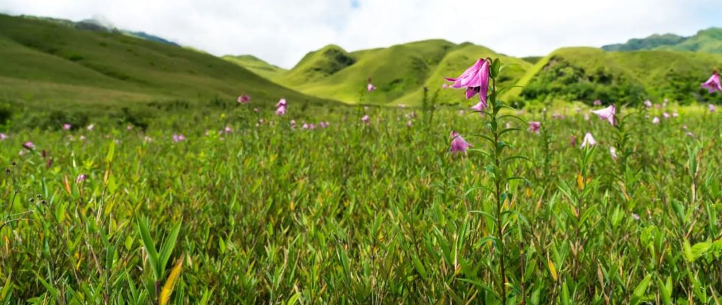 5 Breathtaking Flower Valleys in India We Bet You Did Not Know About