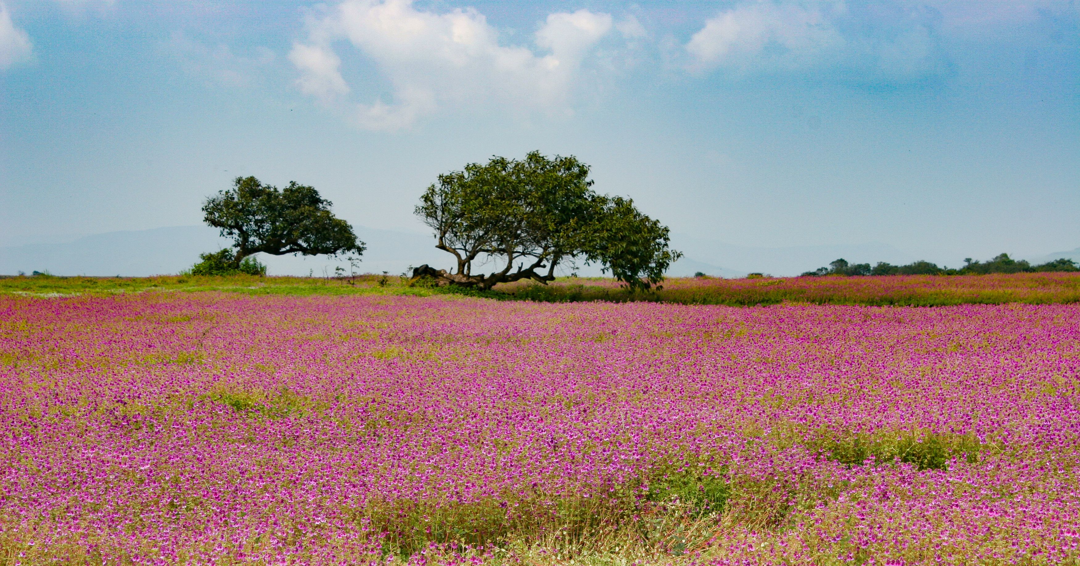 5 Breathtaking Flower Valleys in India We Bet You Did Not Know About