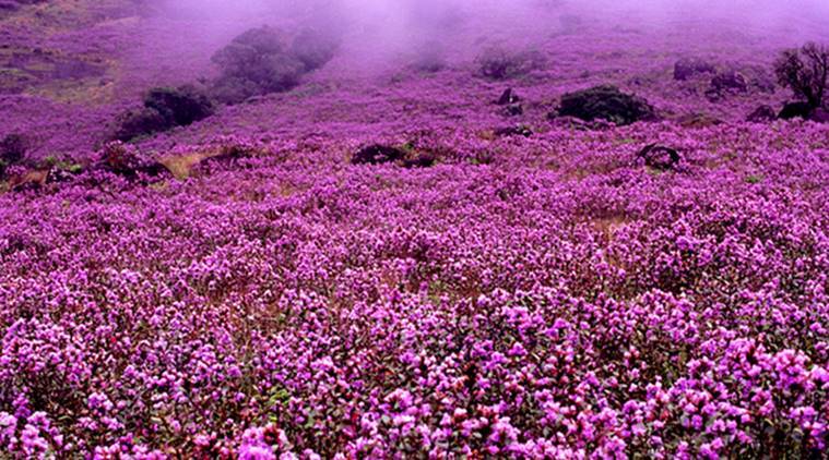 5 Breathtaking Flower Valleys in India We Bet You Did Not Know About