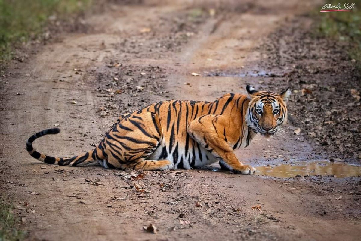 Karnataka: Kodagu Residents Start Online Petition To Rename Rajiv Gandhi National Park