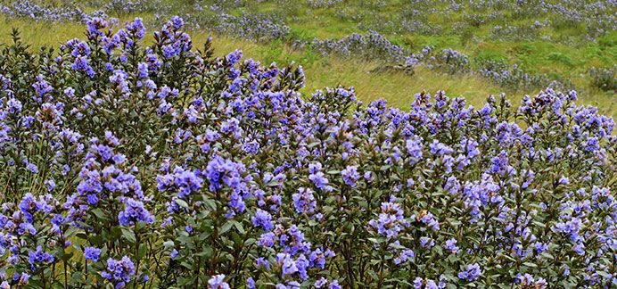 World's Rarest Flower, Neelakurinji, That Blooms Only Once in 12 Years Covers Kerala in Hues of Blue