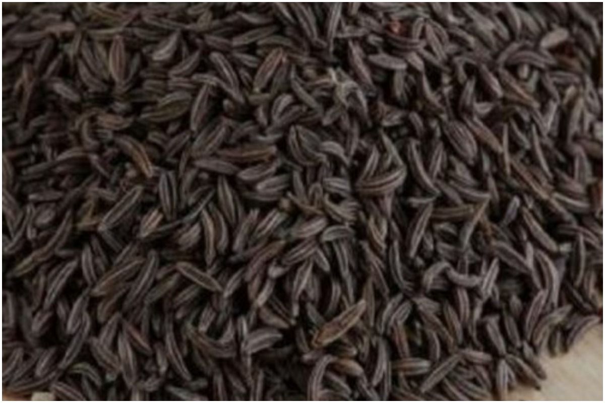 Black Jeera Benefits कई औषधीय गुणों का खजाना होता है काला जीरा, जानें