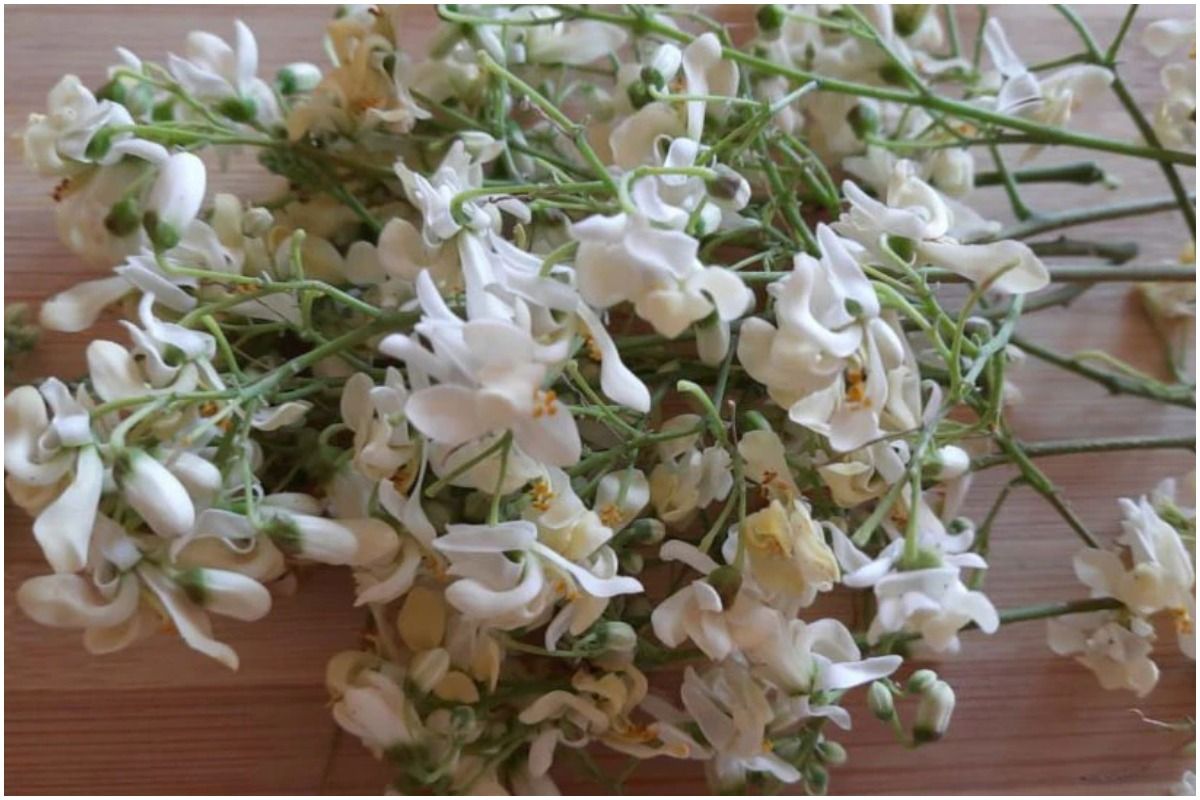 Drumstick Flower Health Benefits रोजाना करें सहजन के फूलों का सेवन