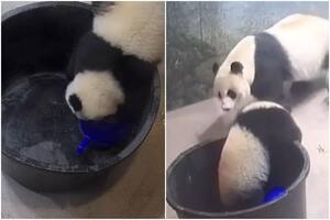 Viral Video: Baby Panda Falls Into Bucket While Playing With Ball, Mama  Panda Comes to Its Rescue | Watch