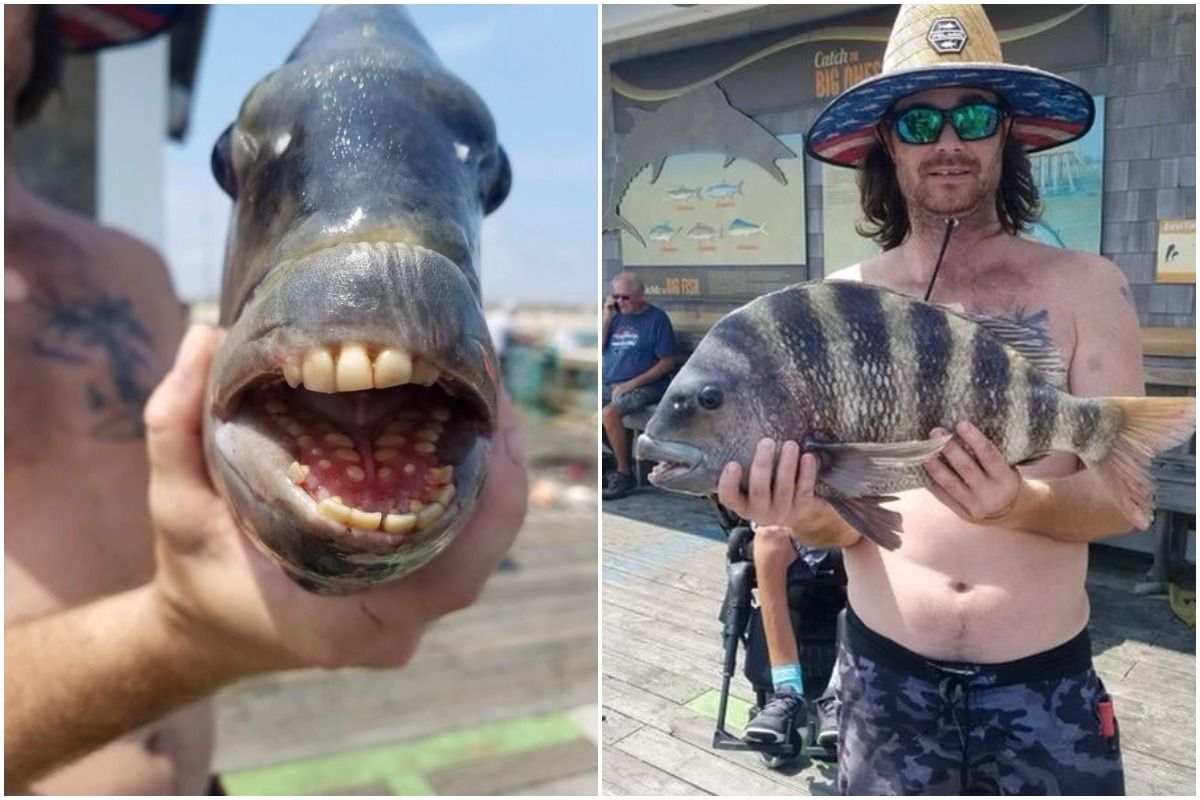 ugly fish with big teeth