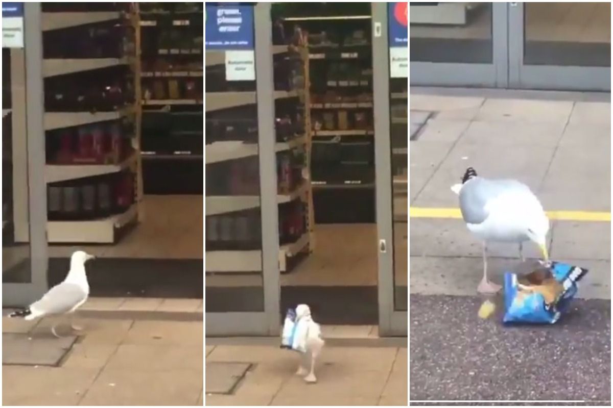 Viral Video: Bird Goes For Shopping To The Mall. Here's What He Got