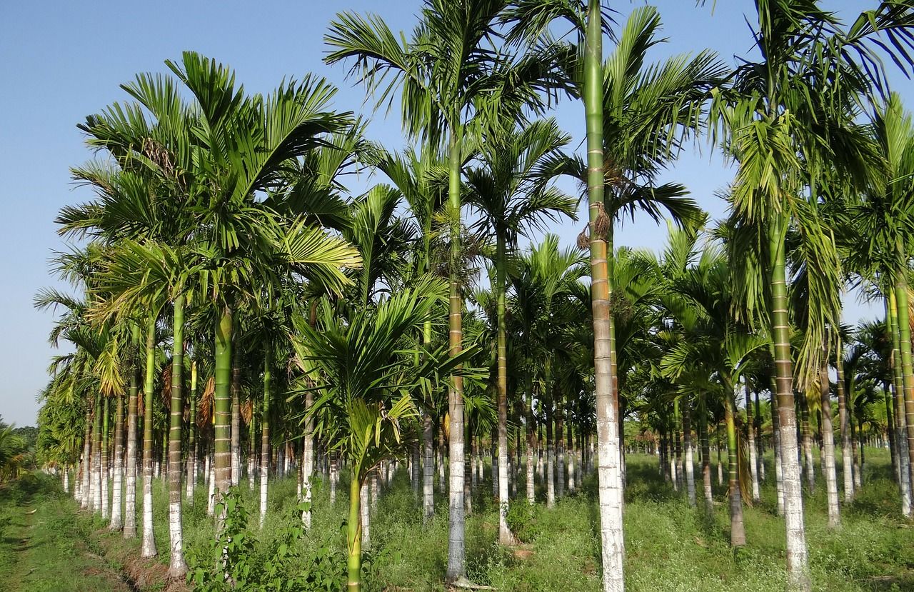 5 Best Places to Visit on Your Weekend Getaway From Bengaluru