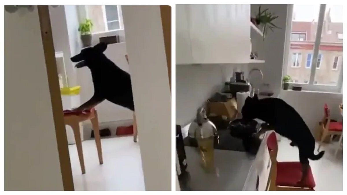 Viral Video: Smart Dog Caught on Camera Stealing Food From Kitchen | WATCH