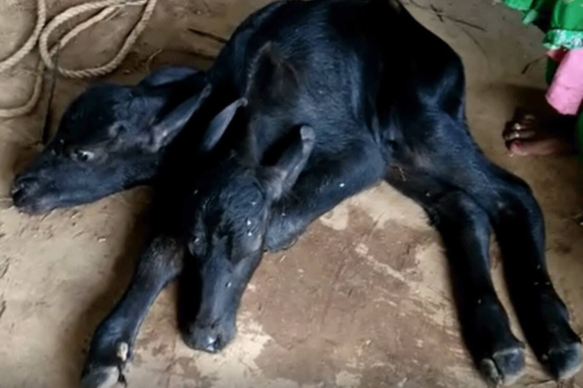 Buffalo Gives Birth to a Rare Calf With 2 Heads & 4 Eyes in Rajasthan, Villagers Throng to See It