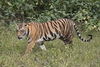 Royal Bengal Tiger Escapes From Enclosure of Nandankanan Zoo & Takes a  Stroll, Sparks Panic
