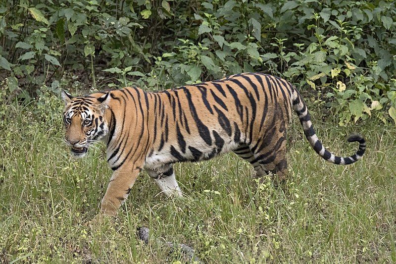 Royal Bengal Tiger Escapes From Enclosure of Nandankanan Zoo & Takes a ...