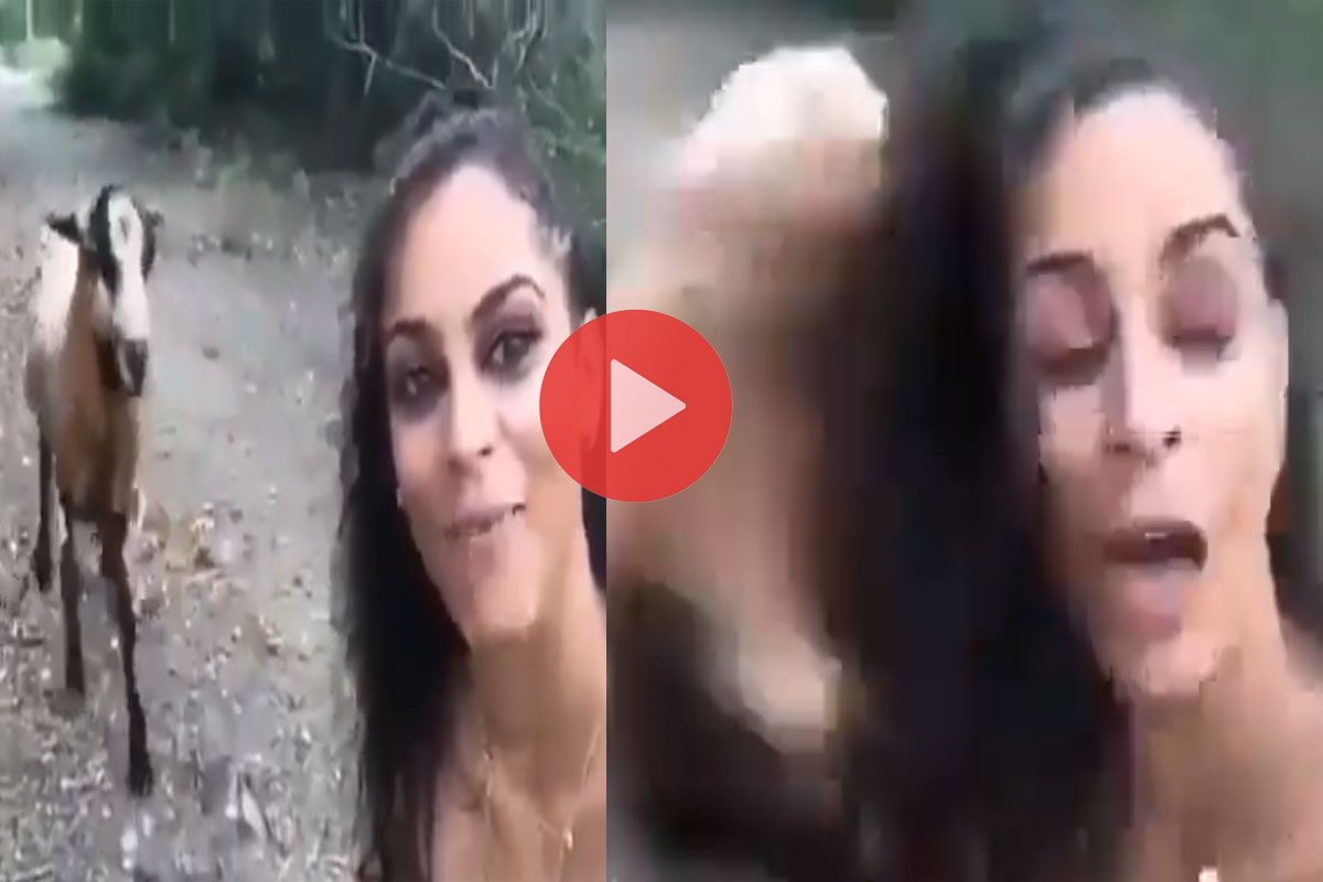 Bakri Ka Video: बकरी के साथ वीडियो बना रही थी लड़की, मगर उसके साथ जो हुआ यकीन नहीं करेंगे | Viral हो गया वीडियो