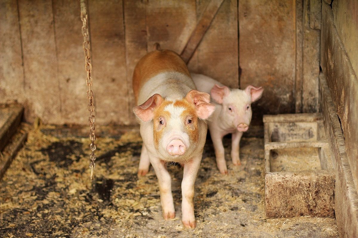 African Swine Fever Detected In Kerala's Wayanad, Authorities To Cull 300 Pigs