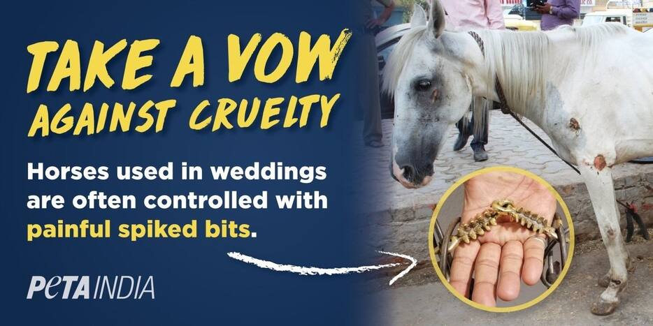 Ahead of Wedding Season, PETA Campaigns For Horse-Free Baraat Ceremony