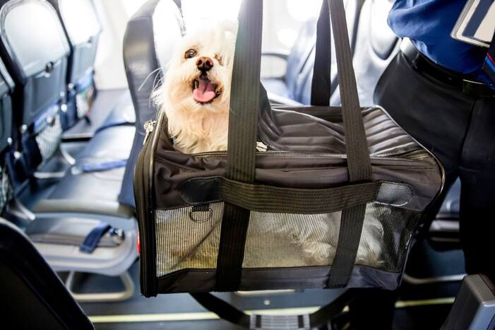 Man Spends Over Rs 2.5 Lakh to Book Entire Air India Business Class Cabin for Pet Dog