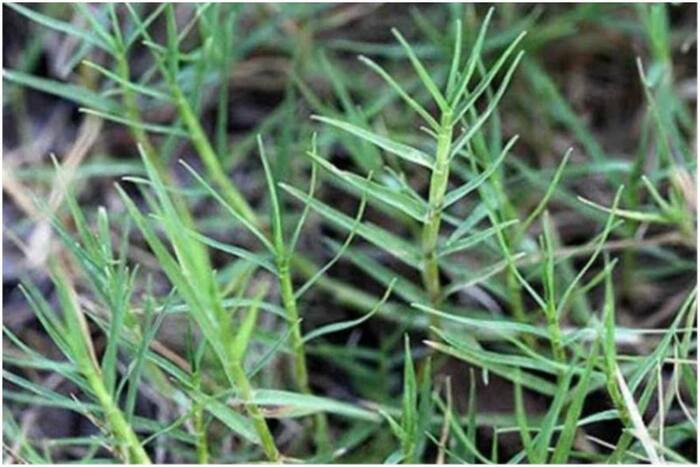 Durva grass