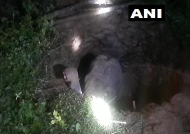 Wild Elephant Falls Into Deep Pit in Odishas Mayurbhanj, Rescued in ...