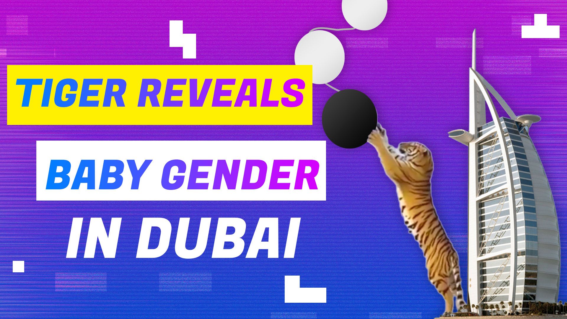 viral-video-dubai-couple-uses-tiger-for-their-baby-gender-reveal