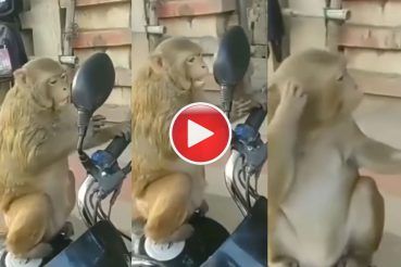 bandar ki comedy