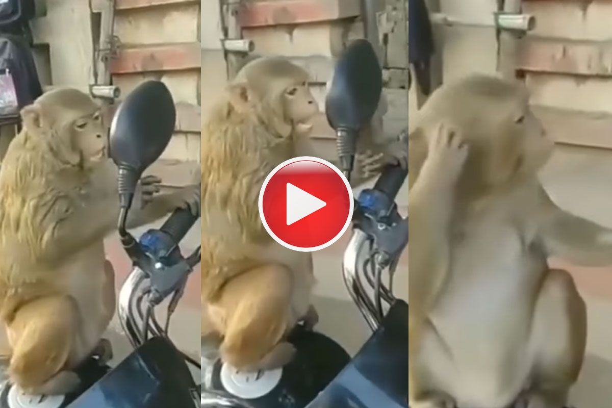 Viral Video: Monkey Checks Himself Out in Mirror, His Reaction Will Leave  You in Splits. WATCH
