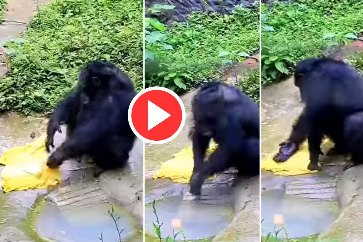 Chimpanzee Ka Video: कभी चिंपांजी को इंसानों की तरह कपड़े धोते देखा है?  नहीं तो आज देख लीजिए | हैरान कर देगा ये वीडियो