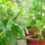 5 Reasons Why Your Tulsi Plant is Drying Out in Summers