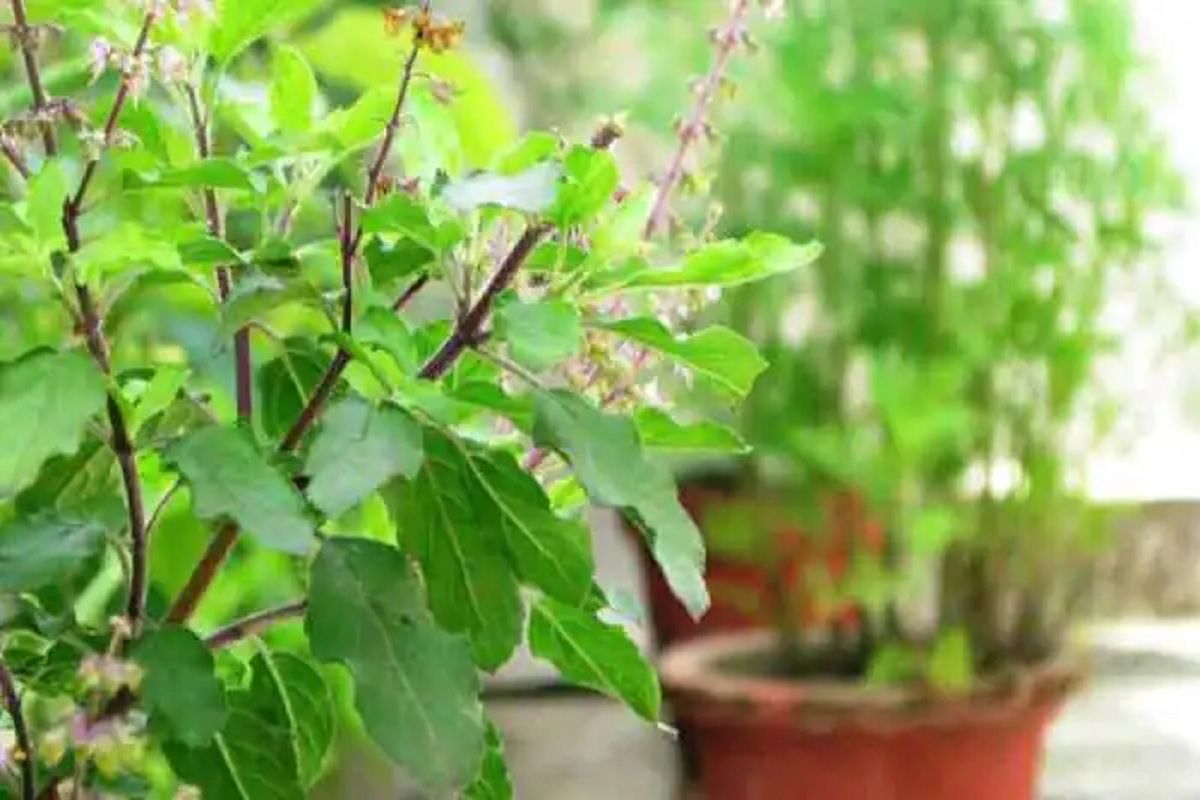 5 Reasons Why Your Tulsi Plant is Drying Out